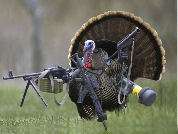Armed turkey 